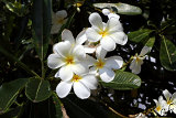 Big Island Flowers