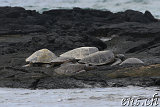 Hawaiian Green See Turtles (Honu) @ Puako