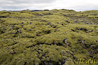 wonderful green moss everywhere :-)