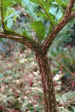  AMORPHOPHALLUS BULBIFER 