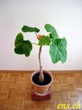  JATROPHA PODACRICA - Mai 2003 