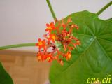  JATROPHA PODACRICA - Mai 2003 