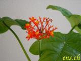  JATROPHA PODACRICA - Mai 2003 