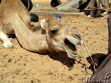  Bou Naga - Nouakchott 