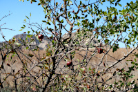 Waschlowani / Vashlovani-Nationalpark