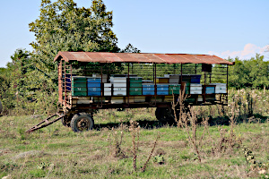 Bienen-Wagen :)