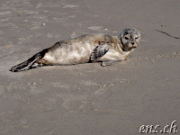 Seal (Robbe) :-)