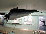  Whale Museum Husavik 