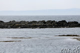  Seehunde (Seals) bei Illugastaðir 