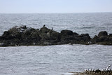  Seehunde (Seals) bei Illugastaðir 