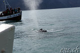  Whale-Watching Husavik 