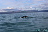  Whale-Watching Husavik 