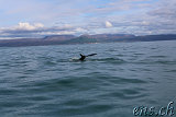  Whale-Watching Husavik 