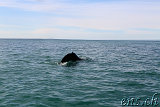  Whale-Watching Husavik 