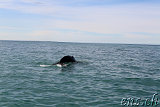  Whale-Watching Husavik 