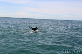  Whale-Watching Husavik 