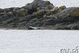  Seehunde (Seals) bei Illugastaðir 