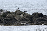  Seehunde (Seals) bei Illugastaðir 