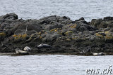  Seehunde (Seals) bei Illugastaðir 