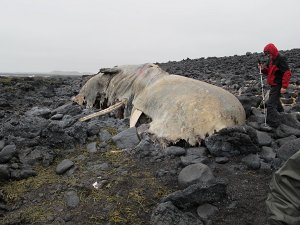  Dead Whale :( 