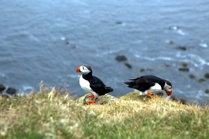  (Puffin) Papageientaucher auf dem Latrabjarg 