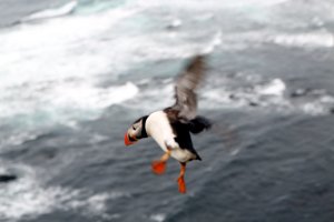  (Puffin) Papageientaucher auf dem Latrabjarg 