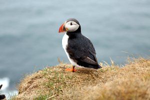  (Puffin) Papageientaucher auf dem Latrabjarg 