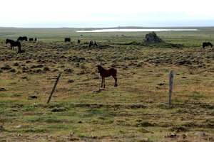  Iceland Horses - NO Ponys :)) 