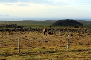  Iceland Horses - NO Ponys :)) 