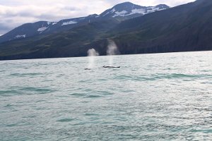  Whale Watching in Husavik 