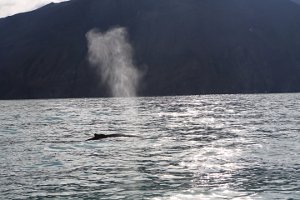  Whale Watching in Husavik 