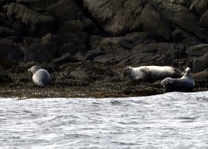  Seehunde - Seals 