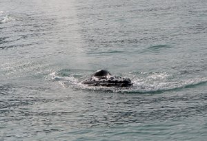  Whale Watching in Husavik 