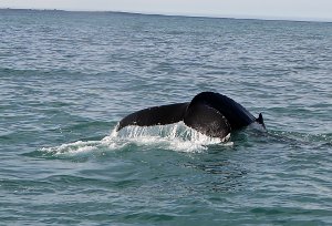  Whale Watching in Husavik 