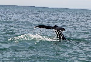  Whale Watching in Husavik 