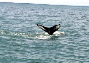  Whale Watching in Husavik 