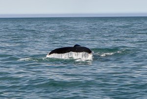  Whale Watching in Husavik 