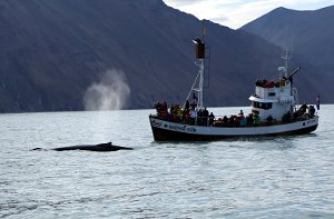  Whale Watching in Husavik 