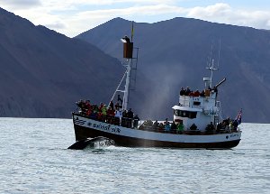  Whale Watching in Husavik 