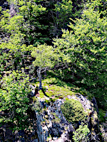 Ponte Tibetano - Blick