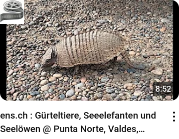 Gürteltiere, Seeelefanten und Seelöwen @ Punta Norte, Valdes, Argentinien - ens.ch_youtube_video