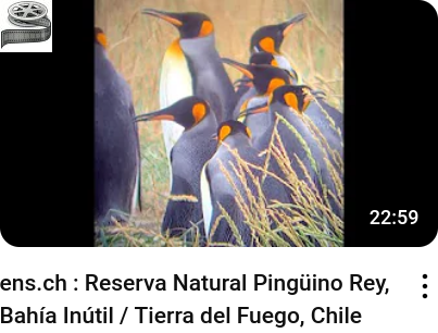 Königspinguin-Naturreservat, Bahia Inutil / Feuerland, Chile - ens.ch_youtube_video