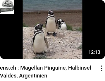 Magellan Pinguine, Halbinsel Valdes, Argentinien - ens.ch_youtube_video