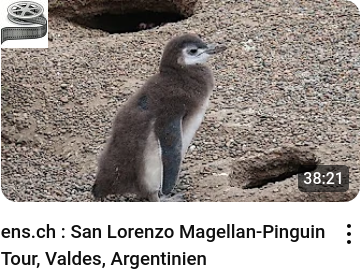 San Lorenzo Magellan-Pinguin Tour, Valdes, Argentinien - ens.ch_youtube_video