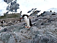 Gentoo