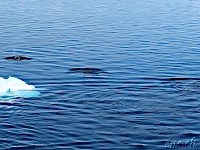 Orca Blitzbesuch am Nachmittag :)