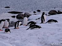 Ein paar Pingus schlafen schon :)