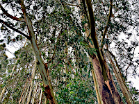 Eukalyptus-Wald bei Lenca
