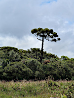 Araucaria